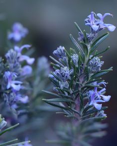 Which plant represents you most? - Personality Quiz