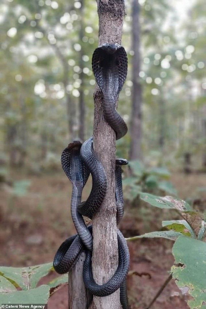 ¿Qué serpiente enorme eres? - Prueba de personalidad