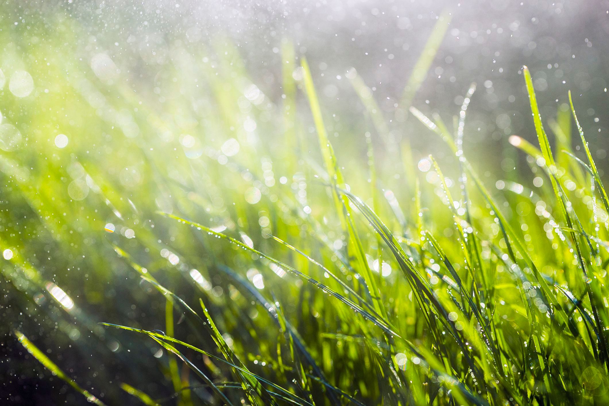 Приятная свежесть. Трава после дождя. Свежесть после дождя. Мокрая трава. Свежескошенная трава.