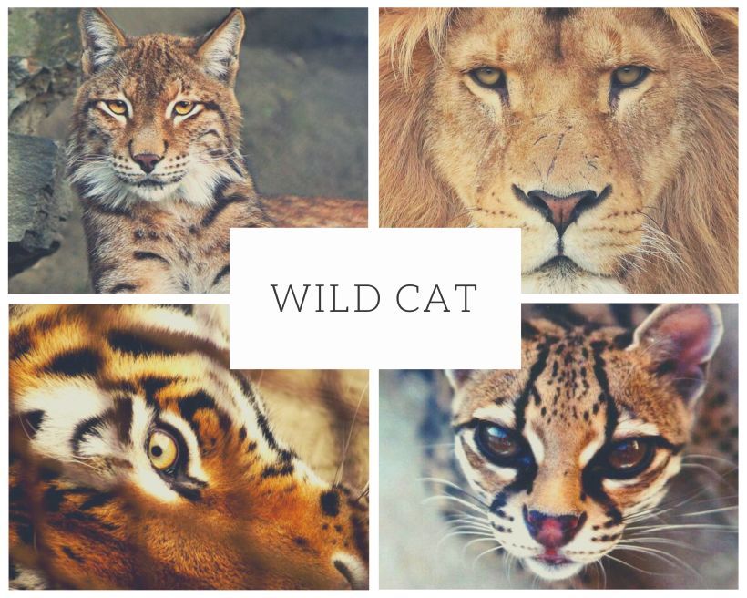 What Wild Cat Am I? Quiz