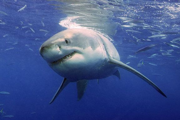 Como fisgar um tubarão? Ensinamentos de um avaliador do Shark Tank Brasil