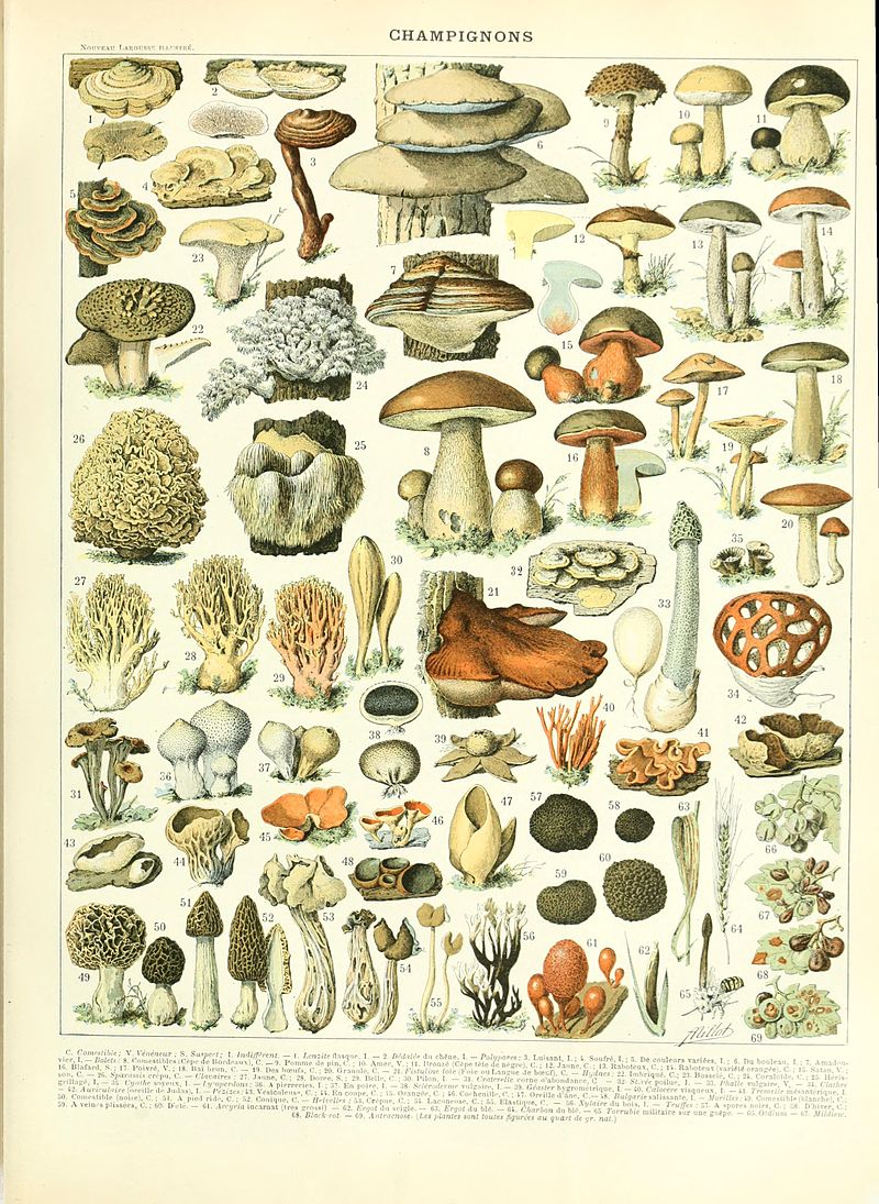 Адольф Миллот - иллюстрации грибов
