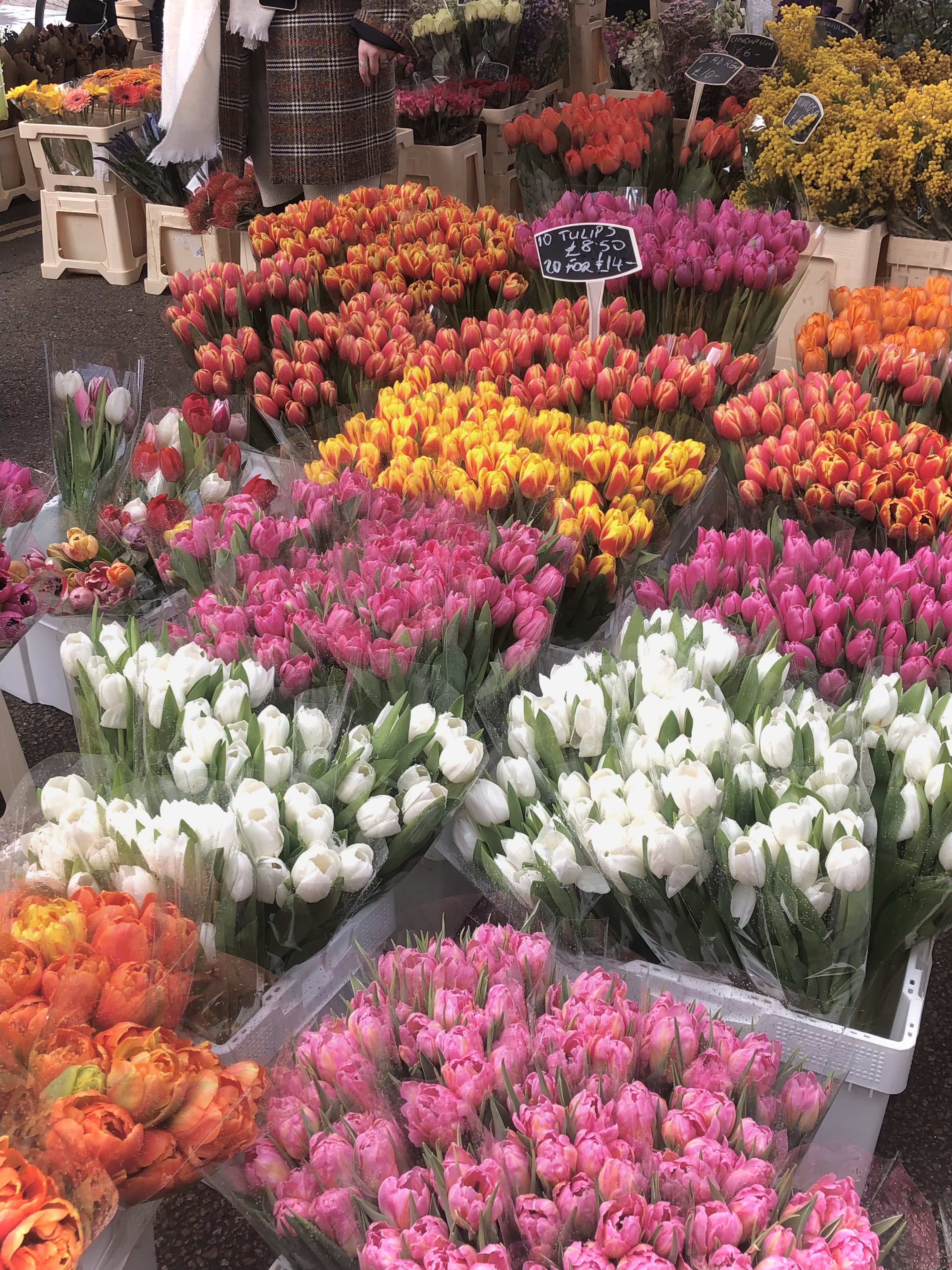 which plant are you?  * - Personality Quiz
